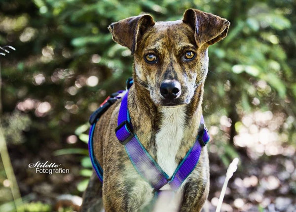 Sicherheitsgeschirr Greyhound Safe it - gepolstert für Angsthunde und Panikhunde, Ausbruchsicher und 8-fach zu verstellen