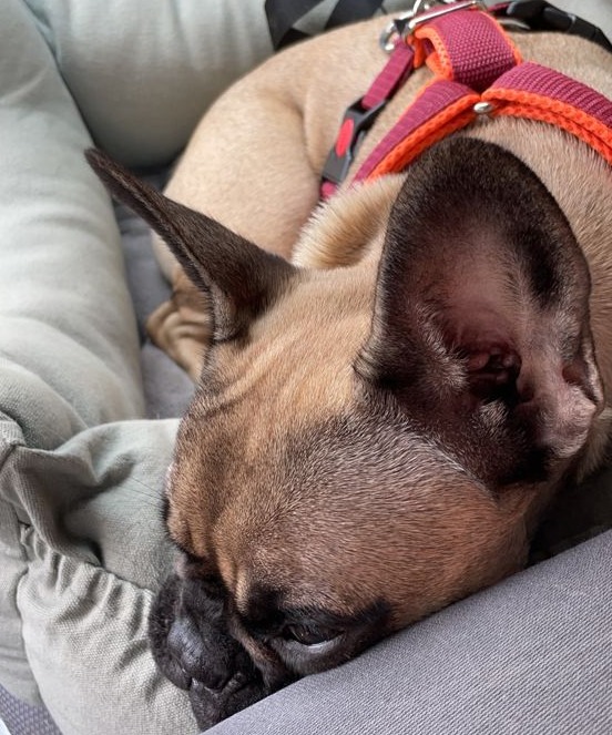 Unser Büro Hund Traudel am Schlafen. Sie trägt ein Hundeführgeschirr in Orange-Pink.