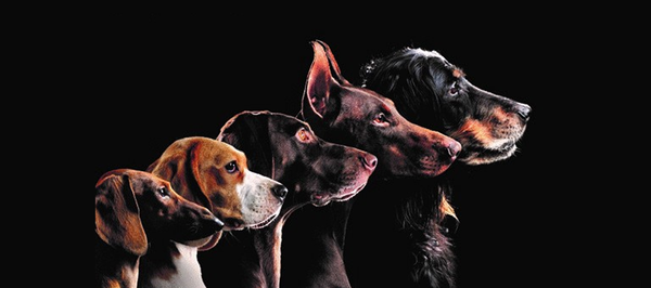 Schicherheitsgeschirr Greyhound Safe it, für alle Hundegrößen geeignet.